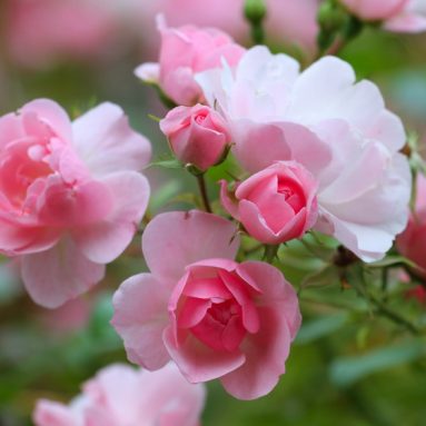 Как правильно пересадить розу после покупки в магазине?