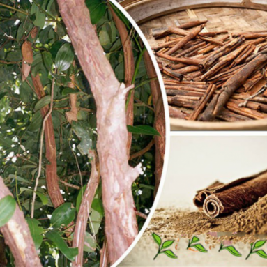 Как и где растёт корица, полезные свойства пряности