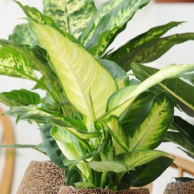 Можно ли держать диффенбахию дома и почему нельзя?