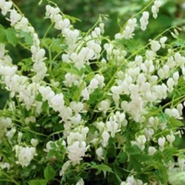 Цветок дицентра: описание, виды, размножение и уход