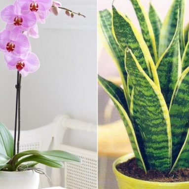 8 красивых растений, за которыми сможет ухаживать даже ребенок