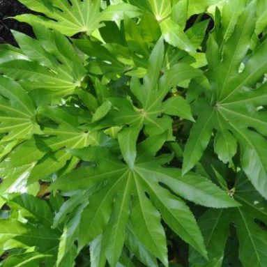 Уход за фатсией японской в домашних условиях: сорта, фото