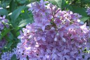 Сирень персидская и махровая: сорта и виды, фото