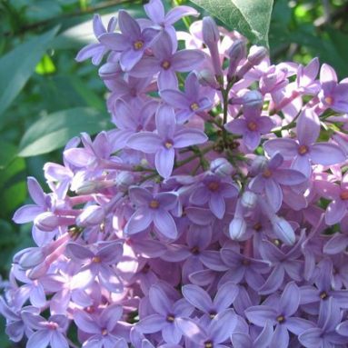 Сирень персидская и махровая: сорта и виды, фото