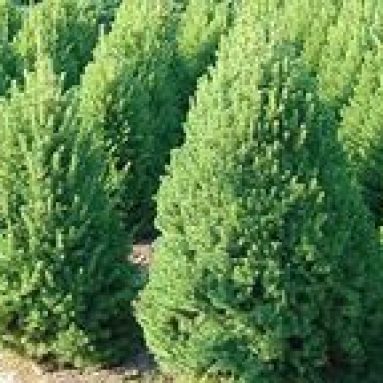 Ель Коника: размножение, особенности ухода