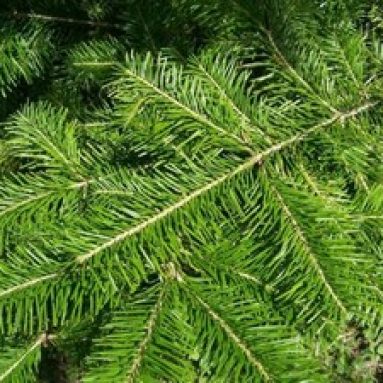 Препарат НВ 101: инструкция по применению и отзывы