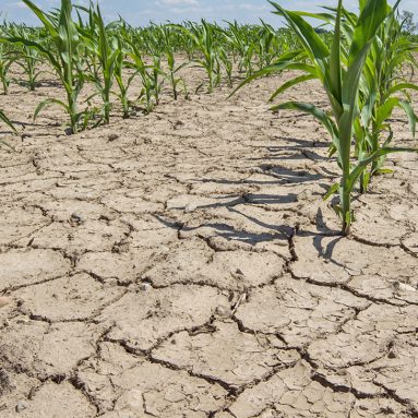 Ваша любимая еда — первая жертва глобального потепления и изменения климата