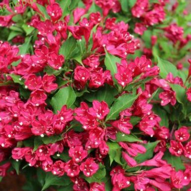 Посадка и уход за вейгелой в Подмосковье