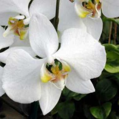 Фаленопсис: виды и сорта, выбор и уход, фото