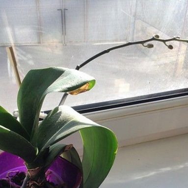 Фаленопсис отцвёл, что делать дальше?