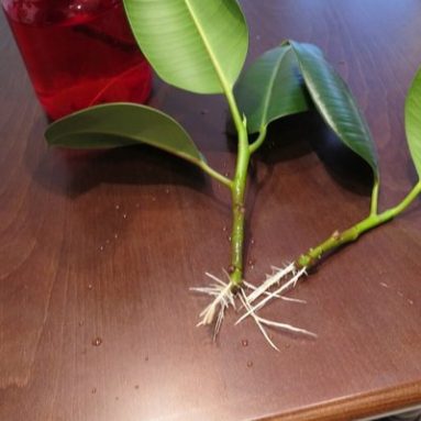 Как размножить фикус каучуконосный в домашних условиях