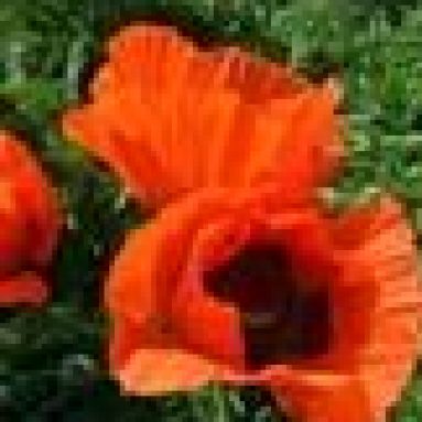 Фелиция: яркий южноафриканский штрих в вашем саду