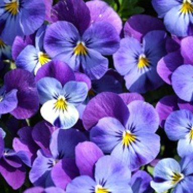 Анютины глазки: характеристики и фото цветов