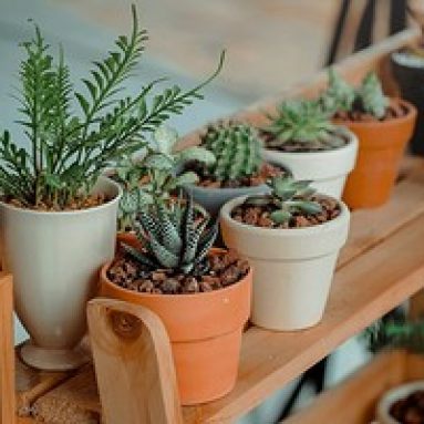 Болезни комнатных растений, как с ними бороться, фото вредителей