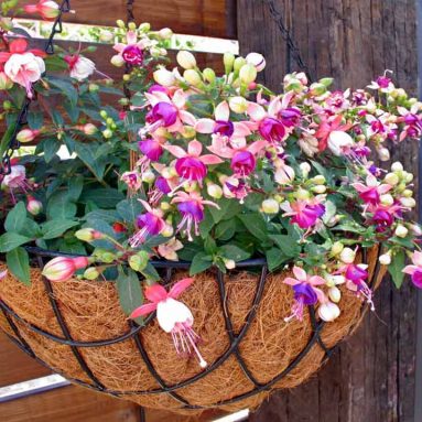 Ампельная фуксия: посадка и уход, фото цветов