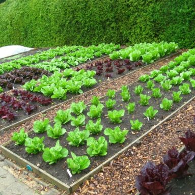 Дача «для ленивых»: 10 растений, за которыми не нужно ухаживать