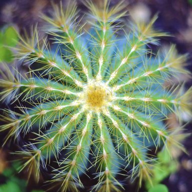 Посадил и забыл: 5 растений, которые можно оставить без полива на месяц