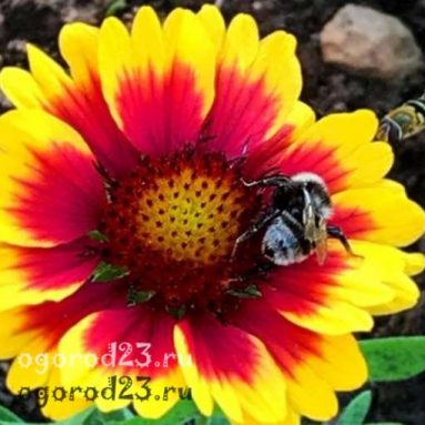Солнечная гайлардия: сорта, фото, посадка и уход в открытом грунте