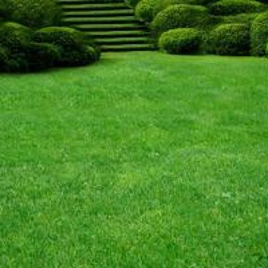 Посадка газона своими руками