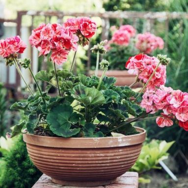 Почему не цветет герань, а только дает листву: что делать?