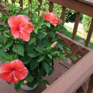 Удобрения комнатных растений в домашних условиях