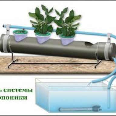 Гидропоника в домашних условиях — тонкости установки
