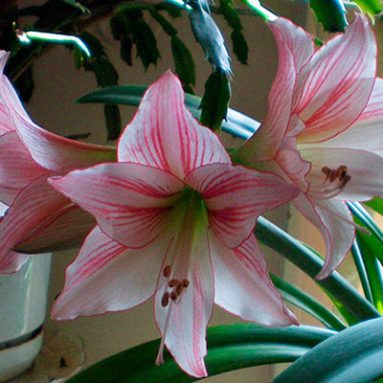 Гиппеаструм — особенности ухода в домашних условиях