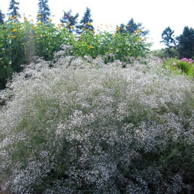 Посадка и уход за гипсофилой многолетней: сорта, фото