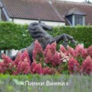 Садовая гортензия: сорта и фото, посадка и уход в открытом грунте