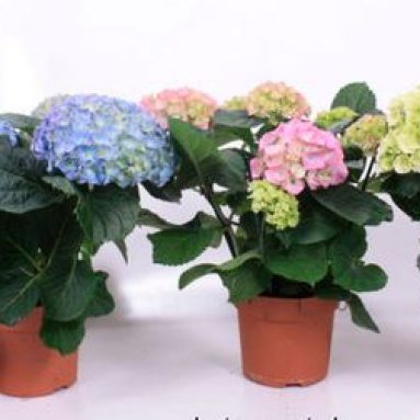 Гортензия комнатная: уход в домашних условиях, сорта и фото