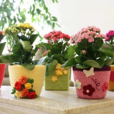 Как избавиться от мошек, поселившихся в цветочных горшках?