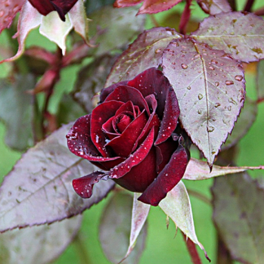 Уход за розами осенью-зимой [Подготовка, укрытие на зиму] 2019