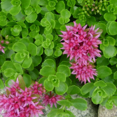 Спирея серая: Посадка и уход от опытных садоводов