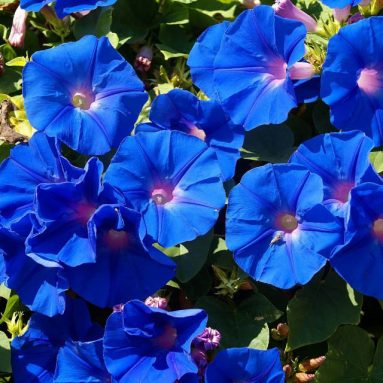 Ипомея однолетняя — Посадка и все хитрости ухода [2019]