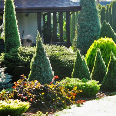 Канадская ель — северная красавица в садах умеренных широт