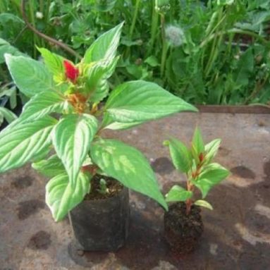 Целозия: посадка и уход, правила выращивания растения