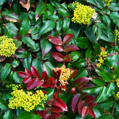 Магония падуболистная [Посадка, уход, лечение и размножение]