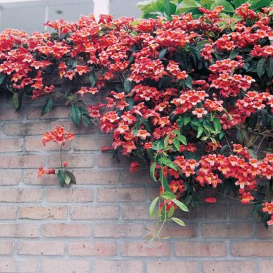 Лиана Кампсис [Фото видов] Посадка, уход, обрезка и выращивание