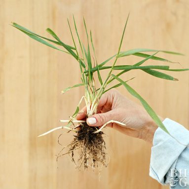 Немного о полезностях сорняков