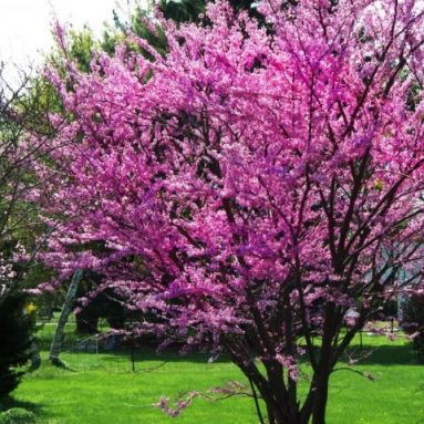 Багрянник японский [Описание, посадка и уход 2019]