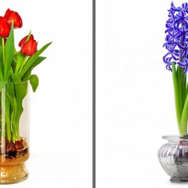 5 цветов, которые можно вырастить дома в стакане