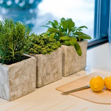 Эту зелень ты без усилий вырастишь на подоконнике