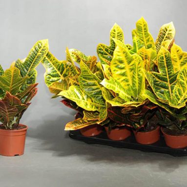 Кротон: Посадка и уход в домашних условиях (Сорта 2019)