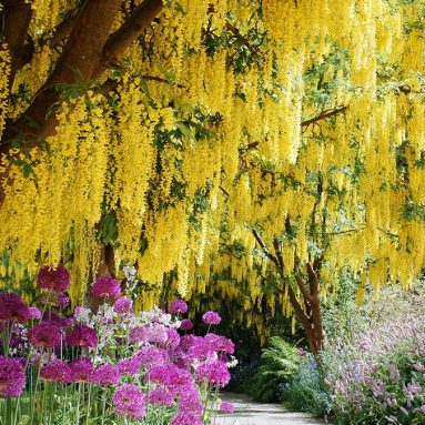 Как обустроить сад: создаем идеальный участок [фото] и лучшие идеи