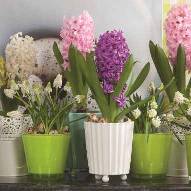 Гиацинт ✅️ Посадка и уход в домашних условиях [2019]