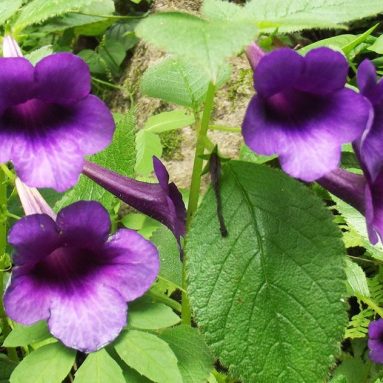 Ахименесы: Уход и выращивание дома [2019]