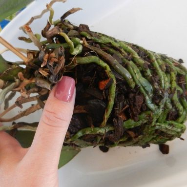 Как ухаживать за орхидеей (Фаленопсис) в домашних условиях [2019]