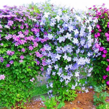 Клематисы в ландшафтном дизайне: роскошное украшение двора