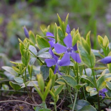Как вырастить барвинок: посадка и уход за первоцветом