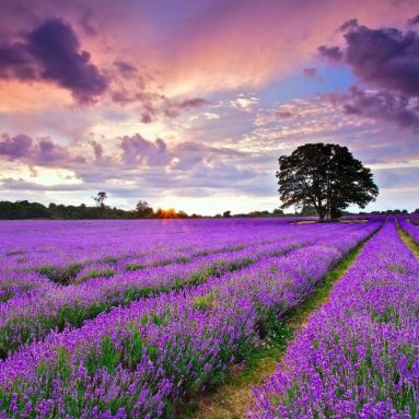 Аметистовые поля: как вырастить лаванду и ухаживать за ней + много фото